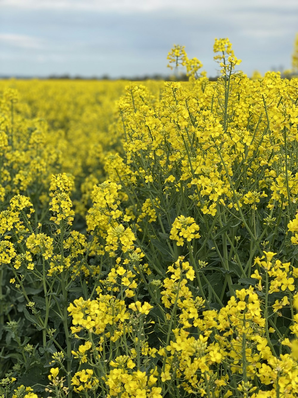 yellow flower field during daytime