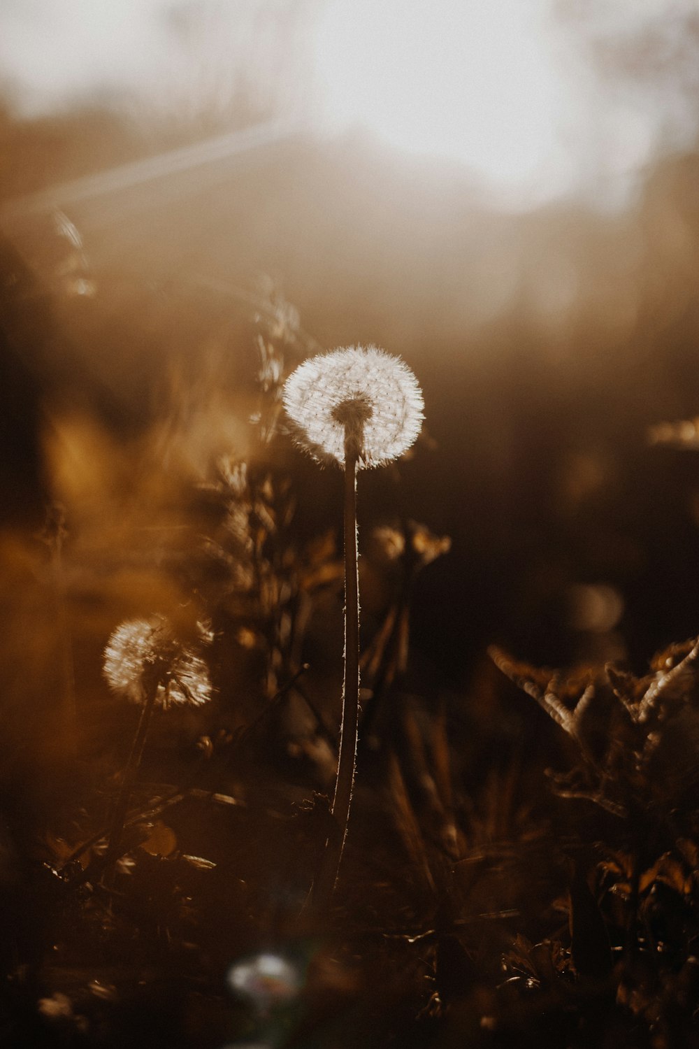 white dandelion in close up photography