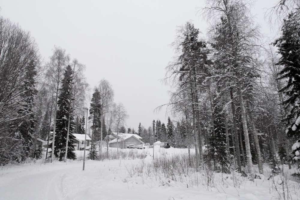 árvores e casas cobertas de neve durante o dia