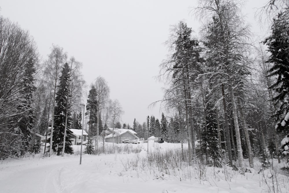 snow covered trees and houses during daytime