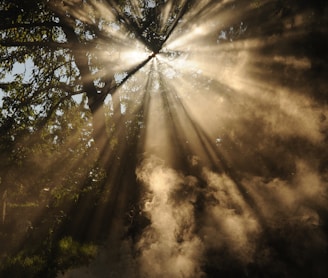 sun rays coming through trees