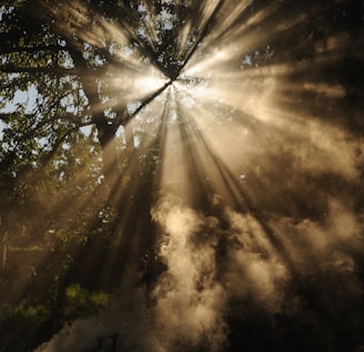 sun rays coming through trees