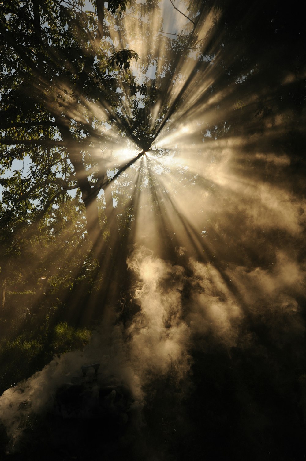 raggi di sole che passano attraverso gli alberi