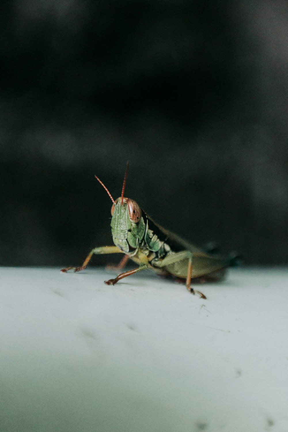 green grasshopper on white surface