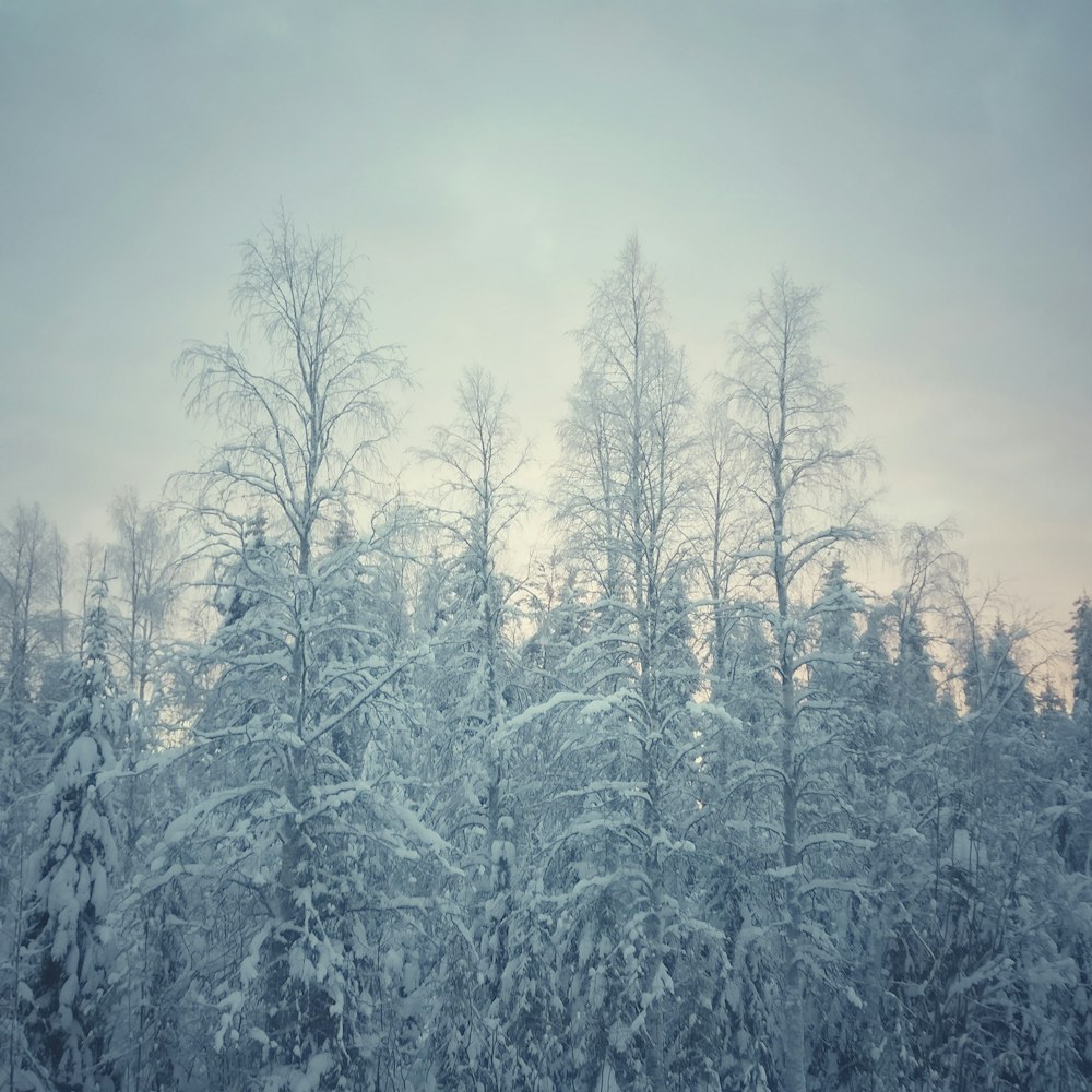 snow covered trees under cloudy sky during daytime