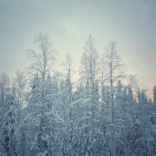 snow covered trees under cloudy sky during daytime in Rovaniemi Finland