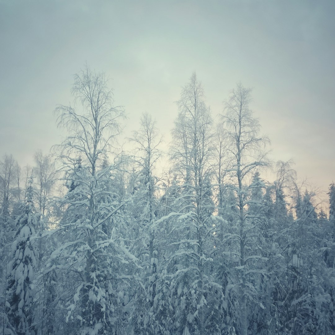 photo of Rovaniemi Forest near Koivusaari