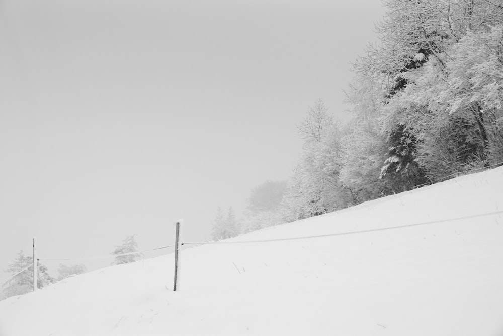 snow covered trees during daytime