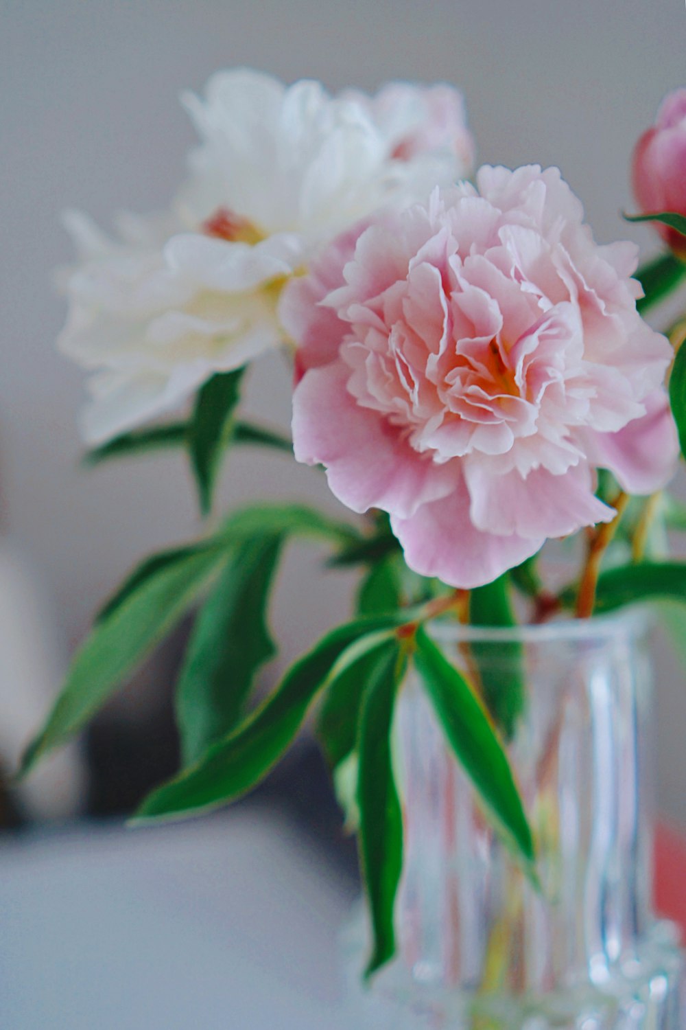 pink flower in clear glass vase