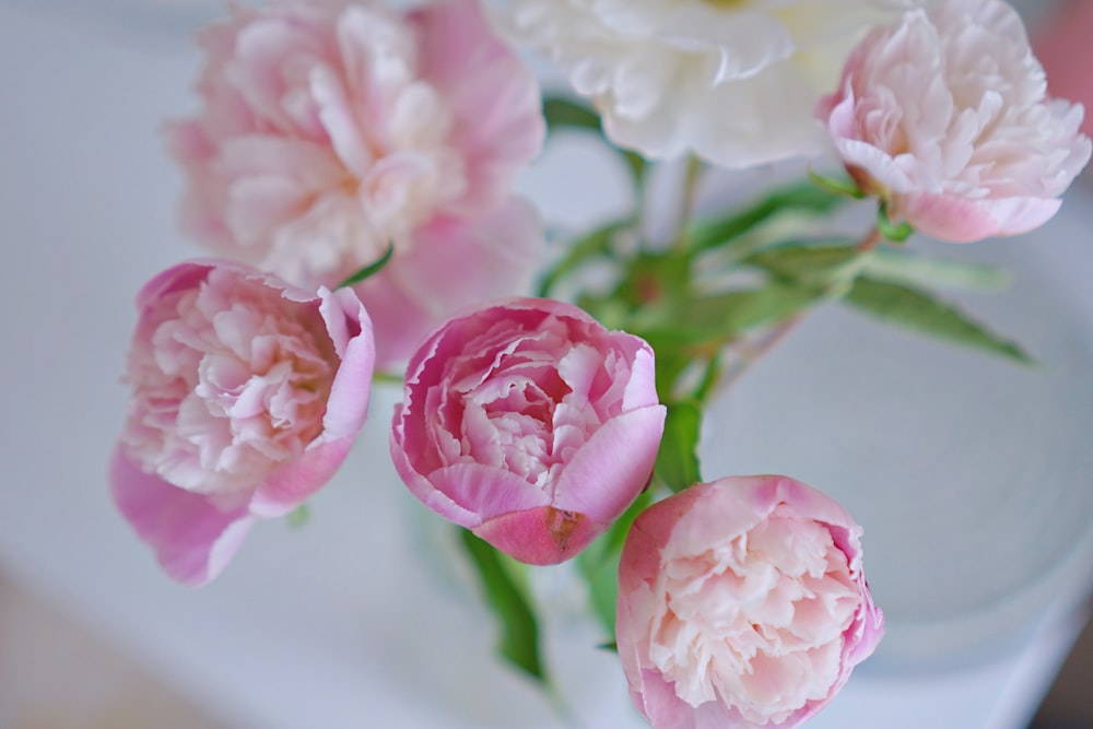 pink and white flowers in tilt shift lens