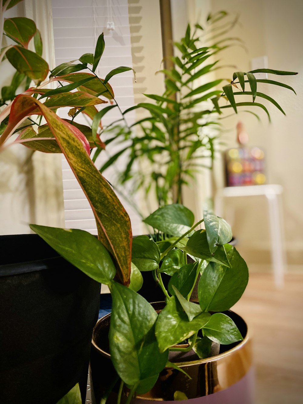 green plant on black pot