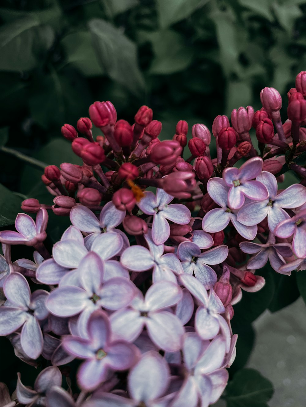 pink and white flowers in tilt shift lens