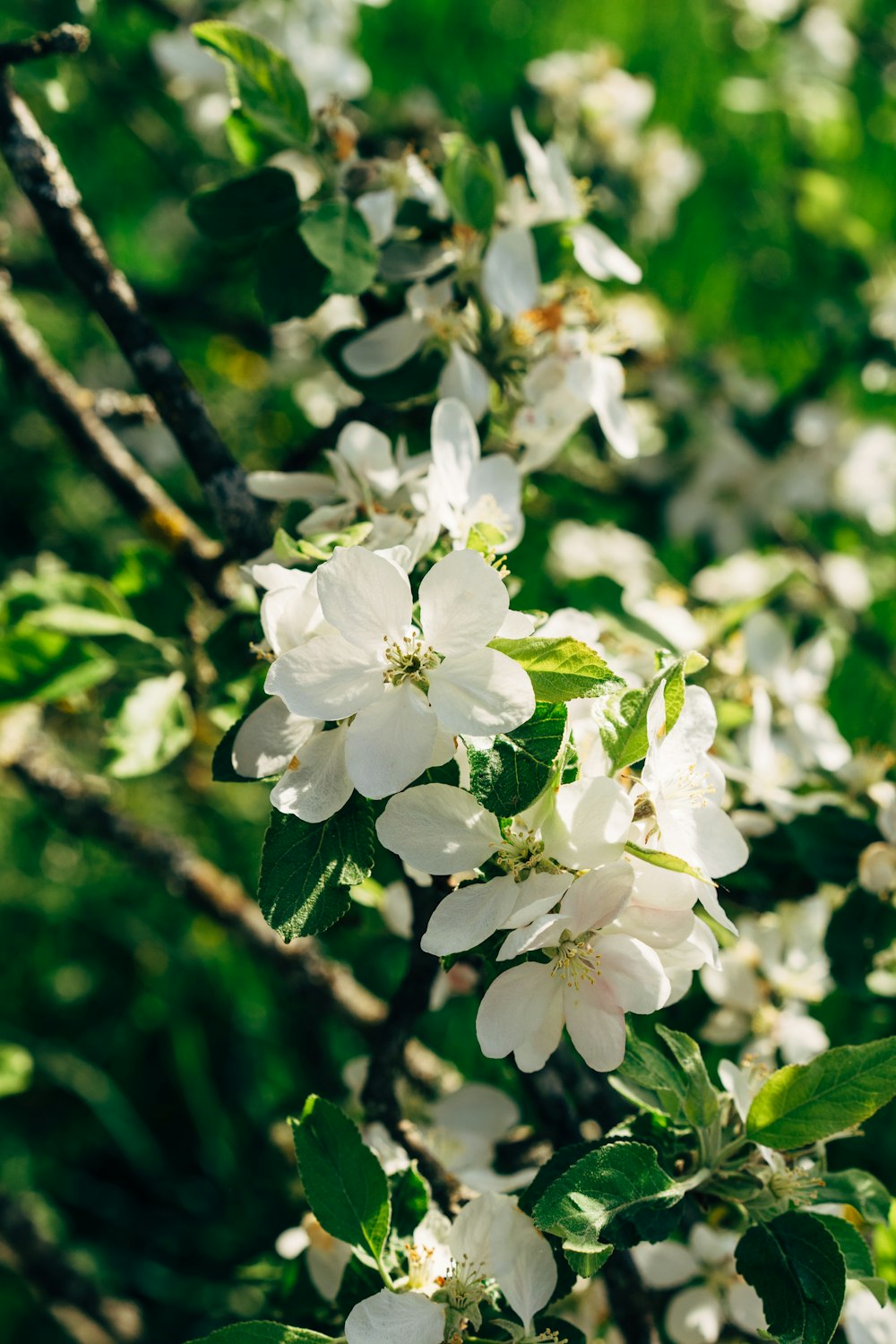 white cherry blossom in close up photography