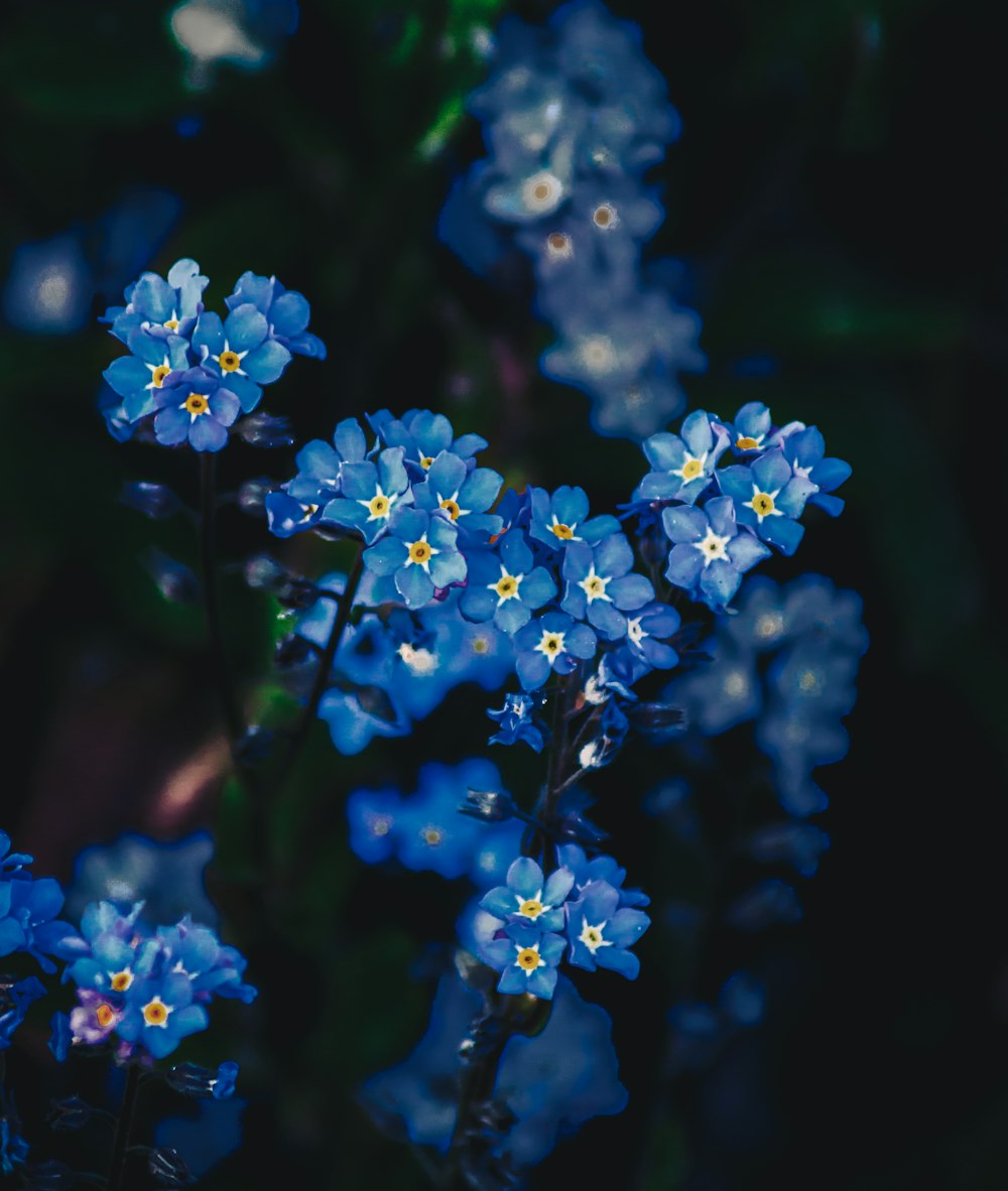 blue flowers in tilt shift lens