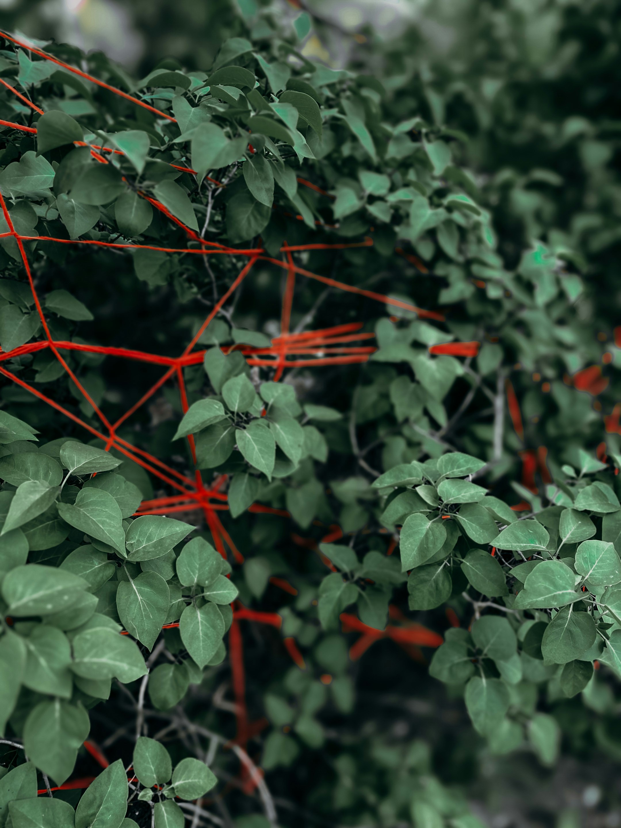 緑の葉と赤い茎の写真 Unsplashで見つける葉の無料写真