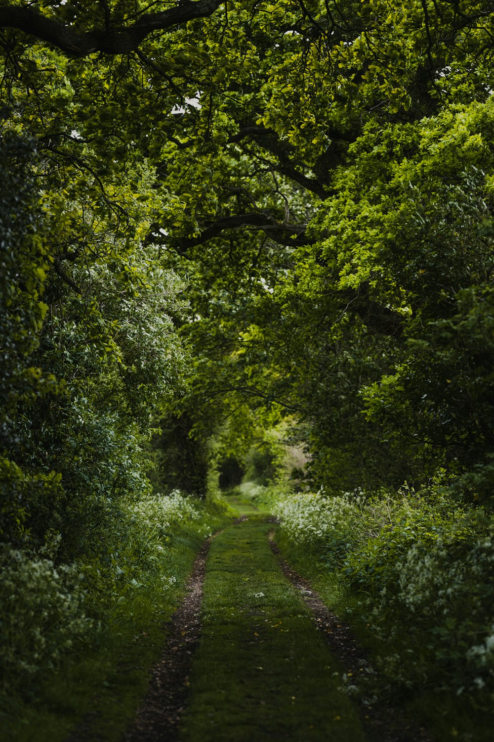 pathway between green trees during daytime