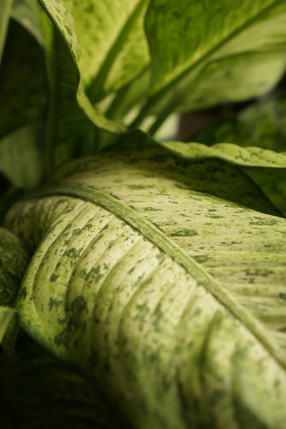 Planta de hoja verde y blanca