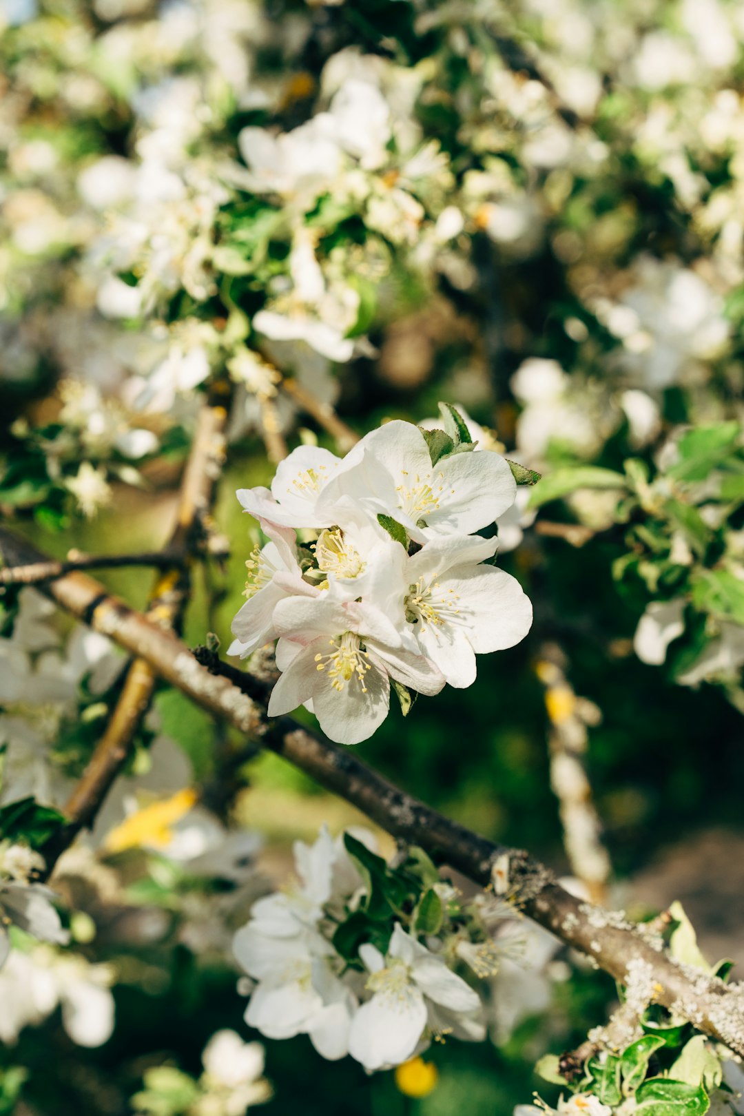 white cherry blossom in bloom during daytime