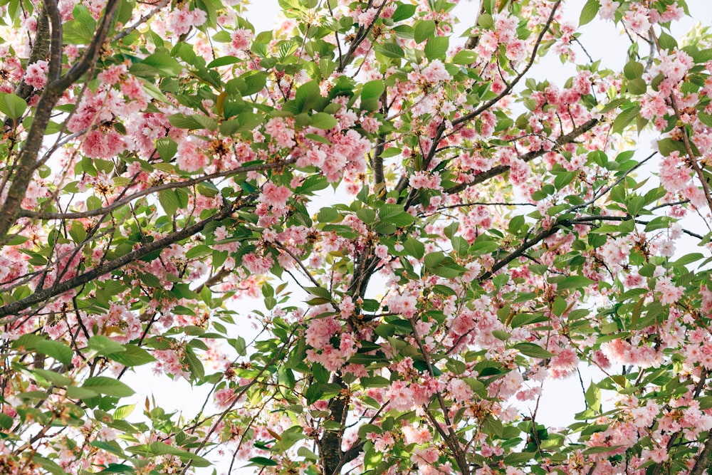 pink and white flowers during daytime