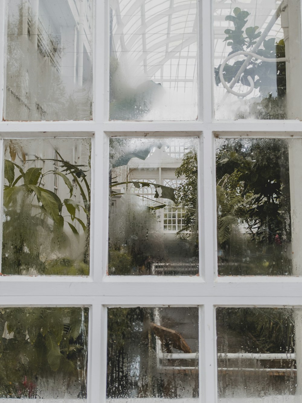 green leaf plant near white wooden framed glass window