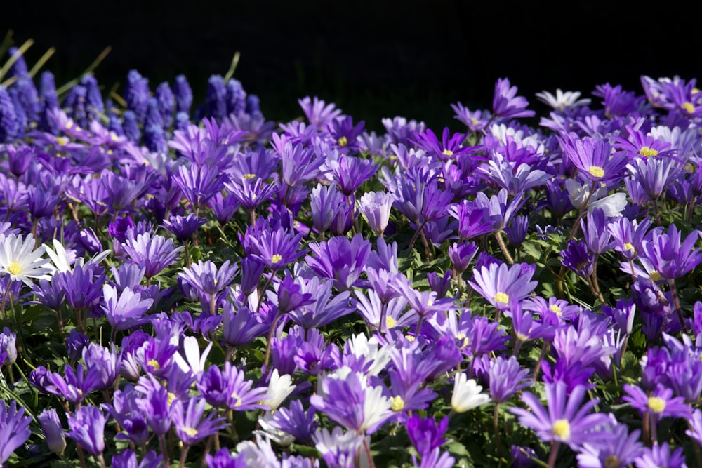 purple flowers in black background