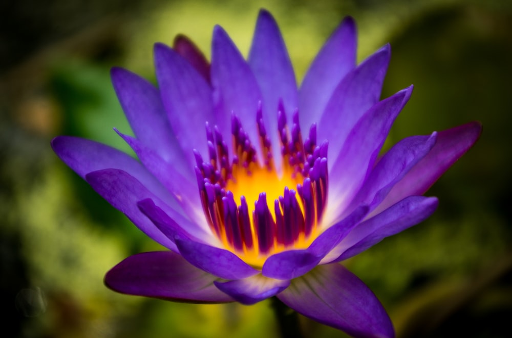 purple flower in tilt shift lens