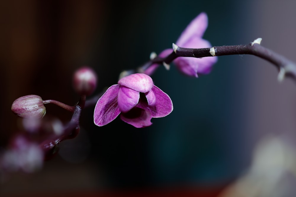 purple flower in tilt shift lens