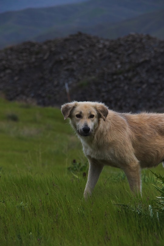 brown short coated dog on green grass field during daytime in Mashhad Iran