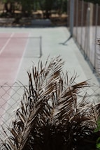 A tennis court with a metal fence in the foreground. The court surface appears faded with lines marking the playing area. Dried palm leaves are prominently visible over the fence, adding a natural element to the scene.