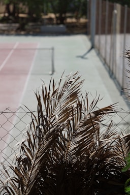 A tennis court with a metal fence in the foreground. The court surface appears faded with lines marking the playing area. Dried palm leaves are prominently visible over the fence, adding a natural element to the scene.