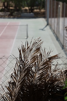 A tennis court with a metal fence in the foreground. The court surface appears faded with lines marking the playing area. Dried palm leaves are prominently visible over the fence, adding a natural element to the scene.