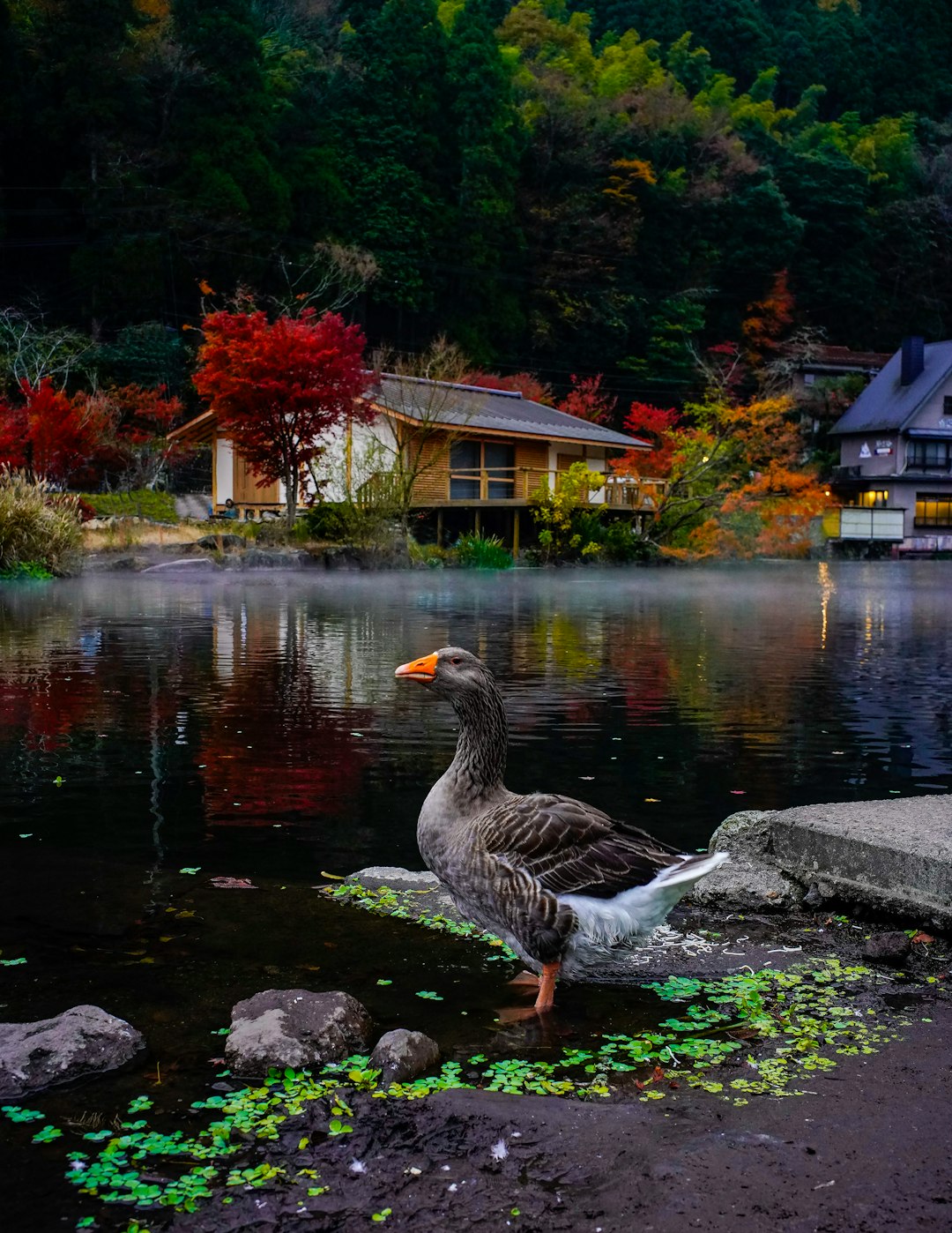 Watercourse photo spot Keiseki-en Japan