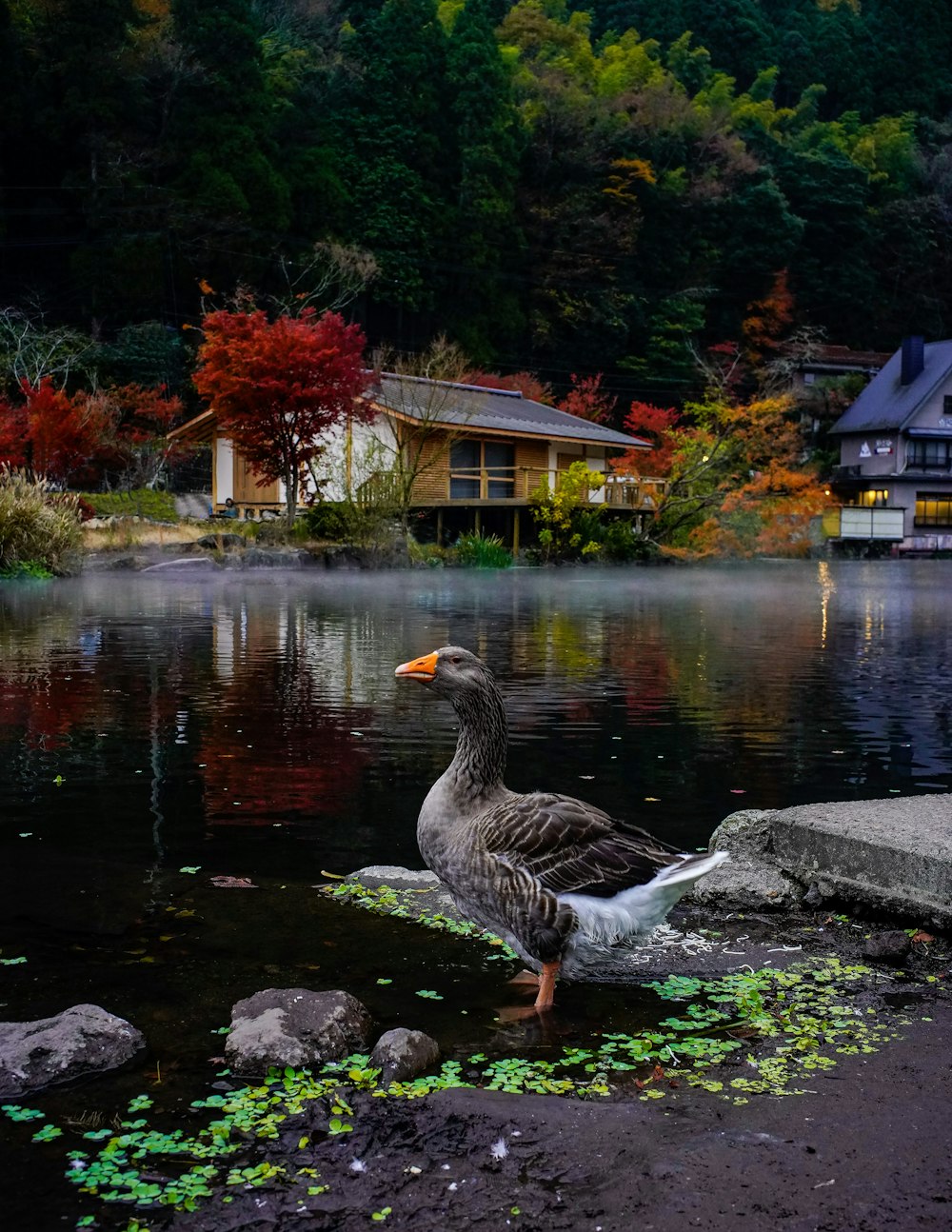 brown duck on water near trees during daytime