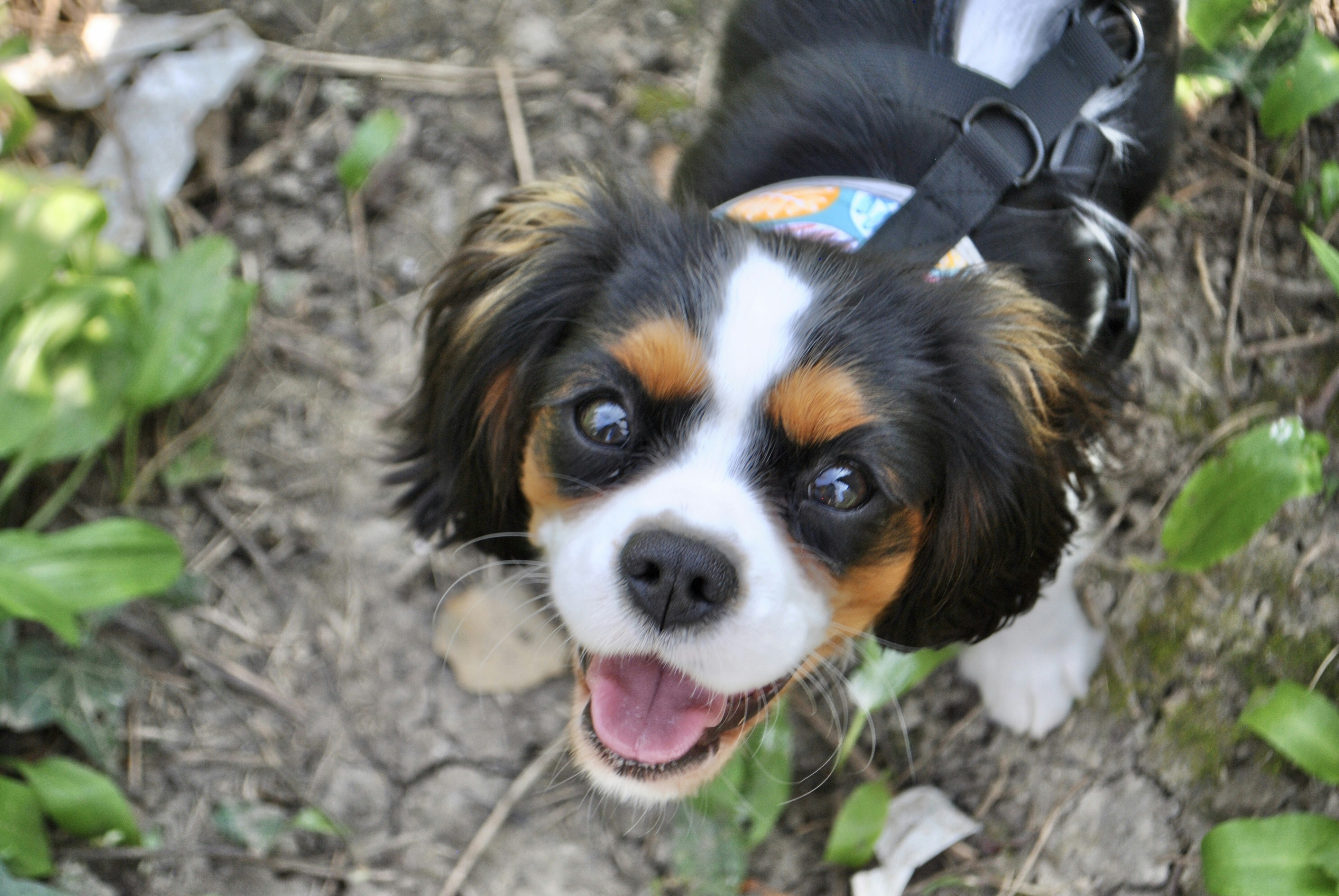 昼間の土の地面にトリコロールのビーグル犬の子犬の写真 Unsplashで見つける犬の無料写真