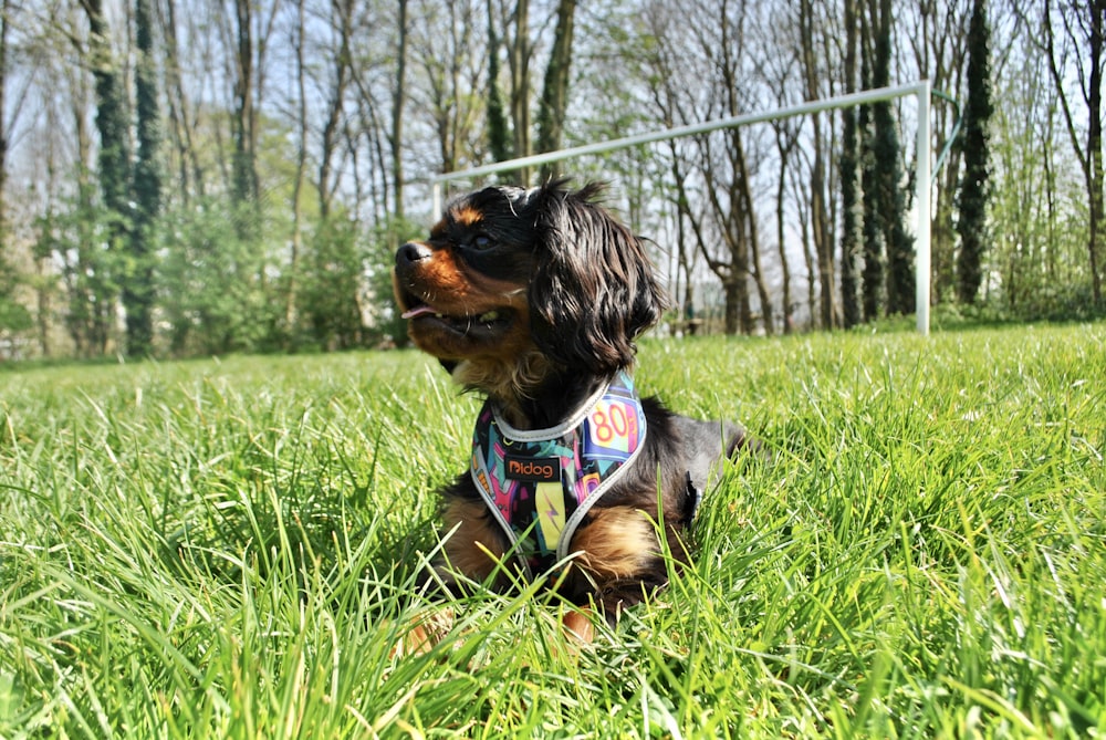 Cane di piccola taglia a pelo lungo nero e marrone sul campo di erba verde durante il giorno