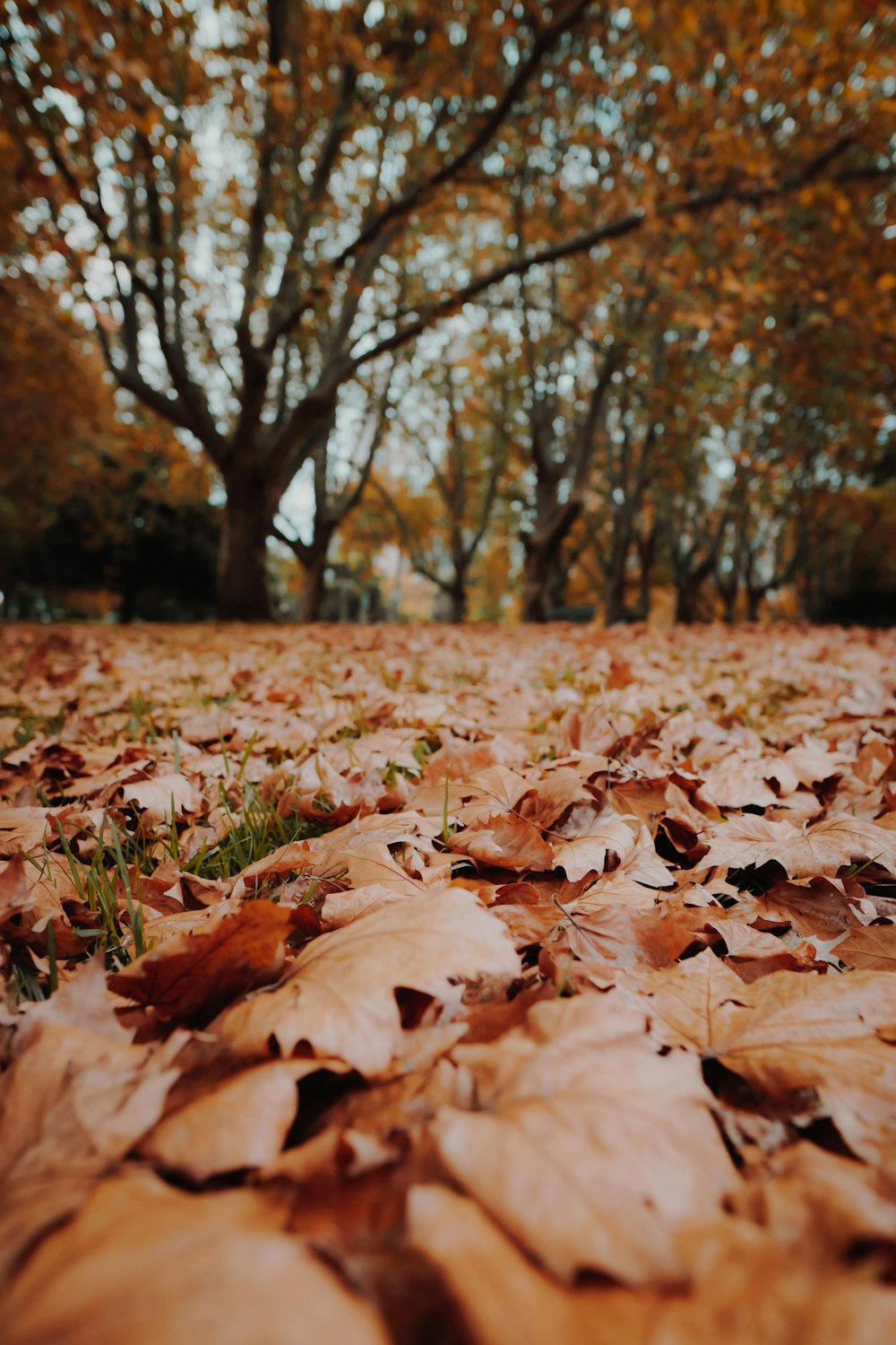 brown dried leaves on ground during daytime