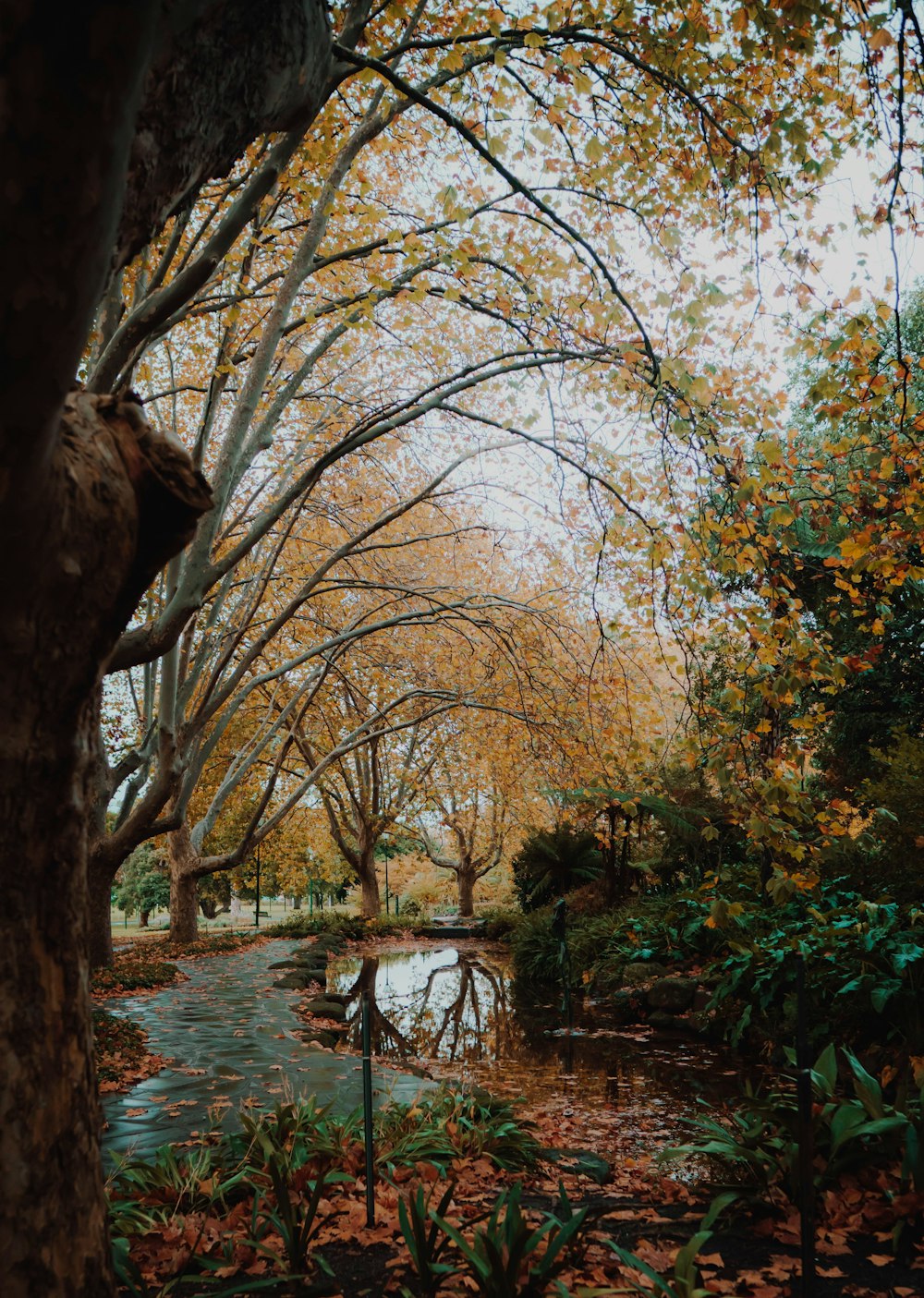 brown trees beside river during daytime