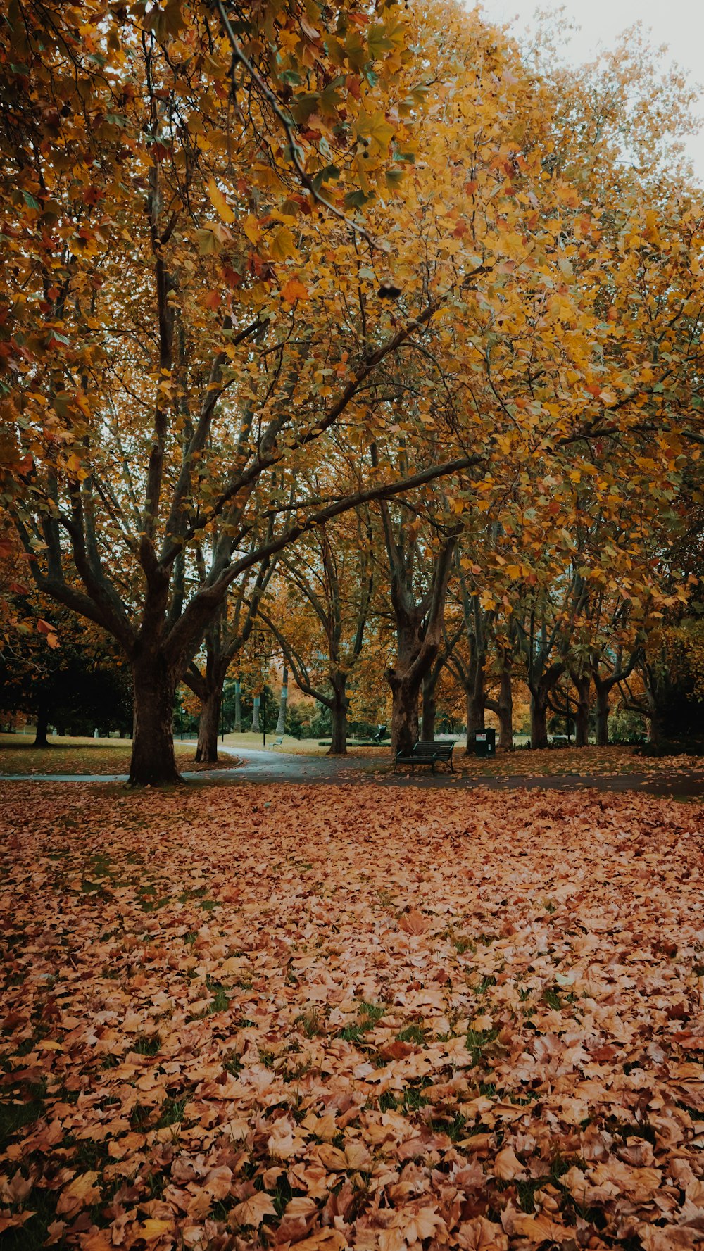 brown leaves on ground during daytime