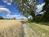 A peaceful farm path winding through tall, leafy crops with a blue sky above.