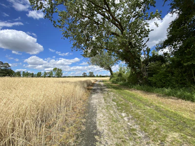A peaceful farm path winding through tall, leafy crops with a blue sky above.