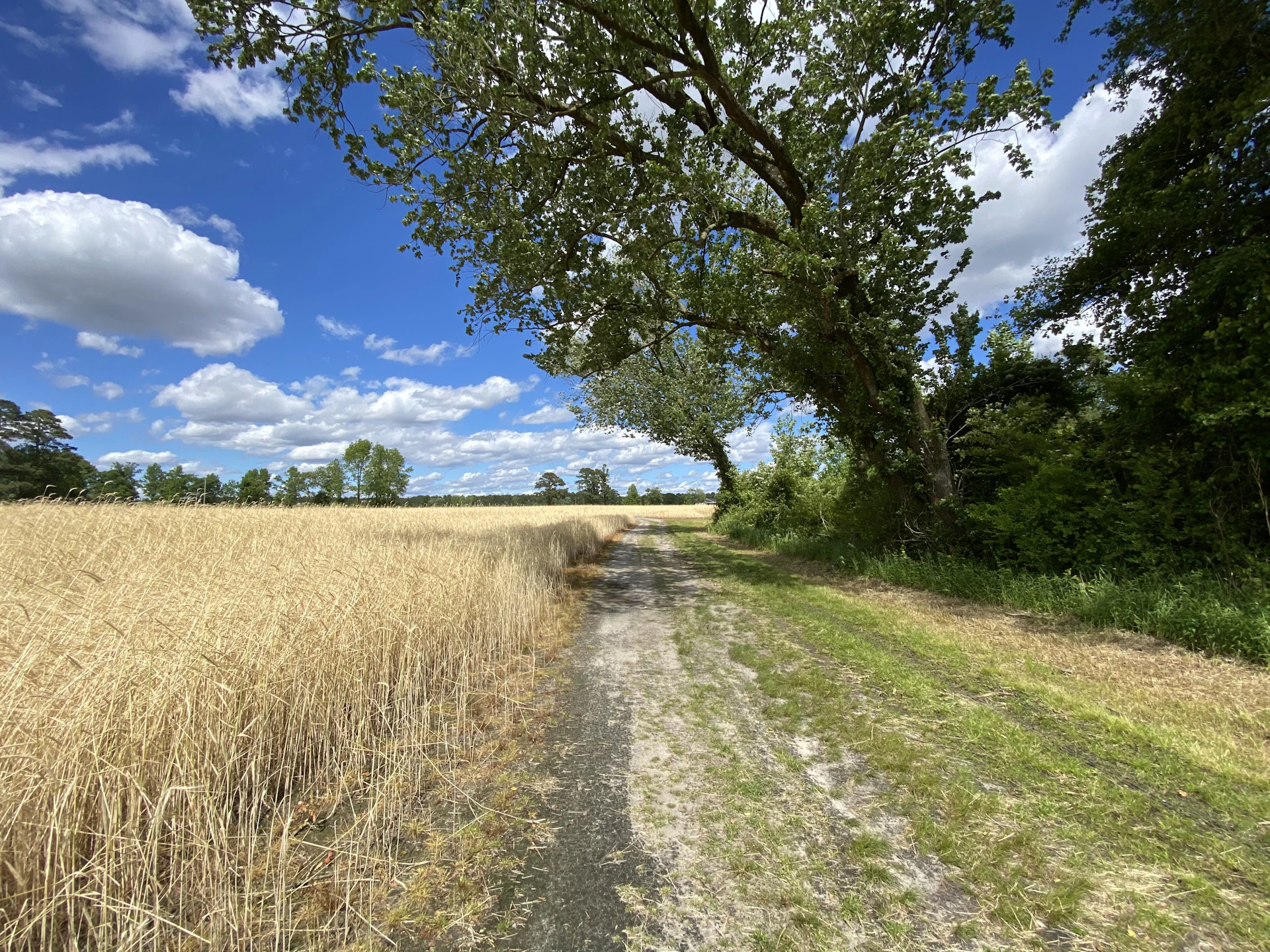woman wearing yellow long-sleeved dress under white clouds and blue sky during daytime