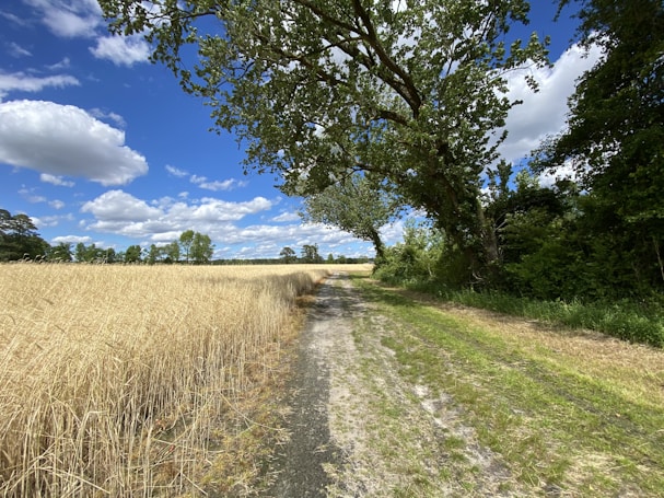 A scenic rural path bordered by a golden field of wheat to the left and a line of lush green trees to the right, under a vibrant blue sky filled with fluffy white clouds.