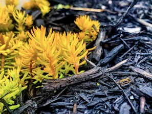 Close-up of a vibrant garden design featuring native plants and decorative mulch