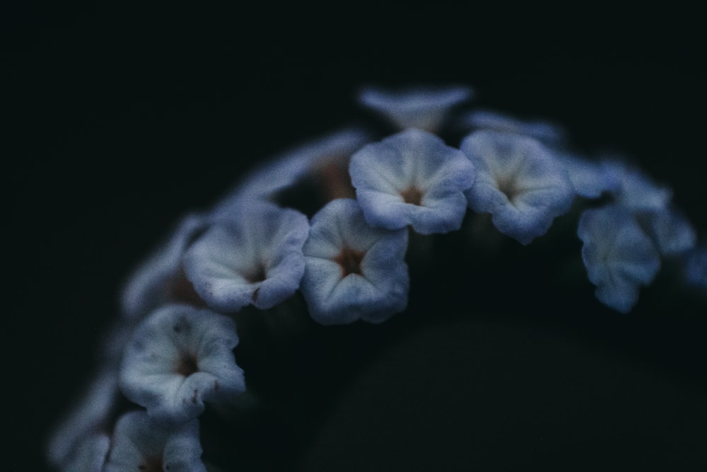 white flower in black background