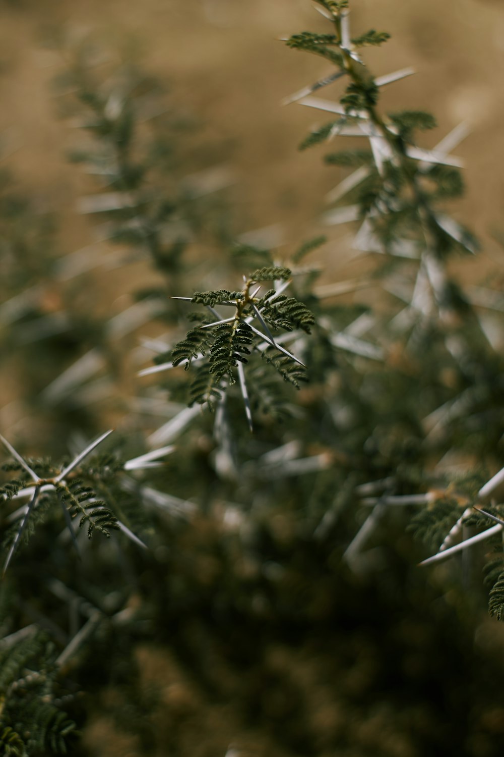 green grass in close up photography