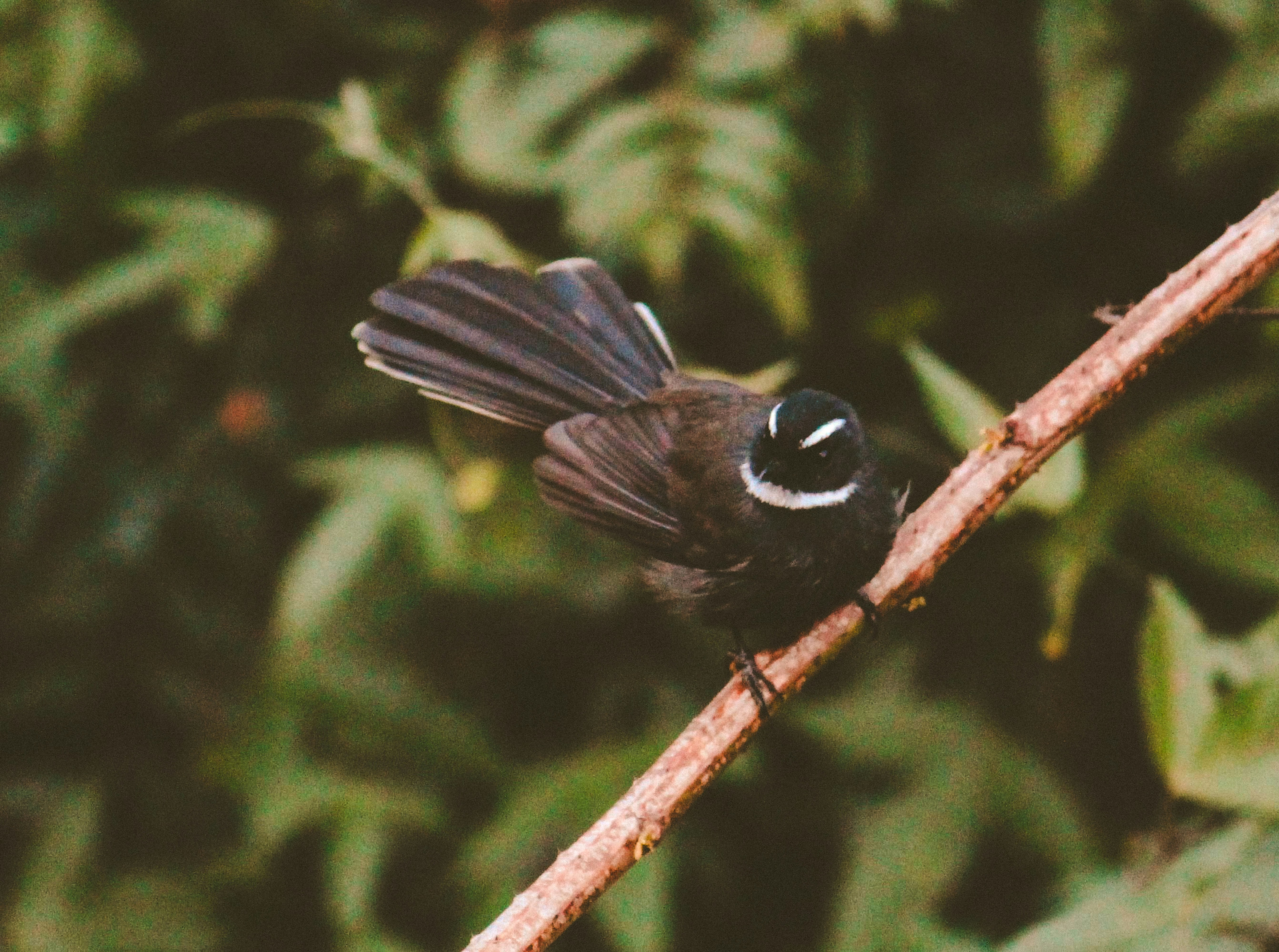 Photo by abhaysuman