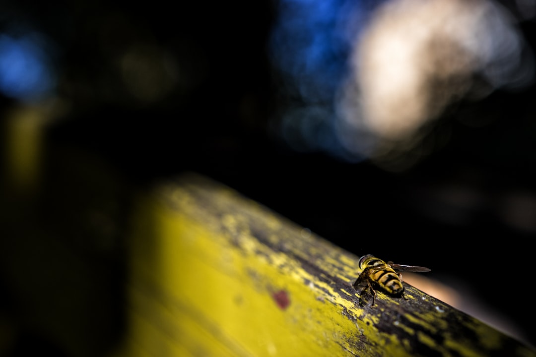 yellow and black bee on yellow surface