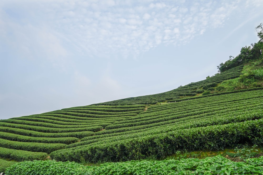 green grass field under white clouds during daytime