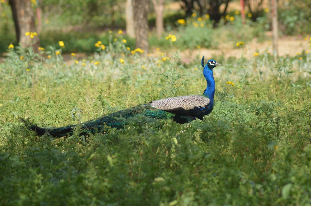 blue peacock on green grass field during daytime