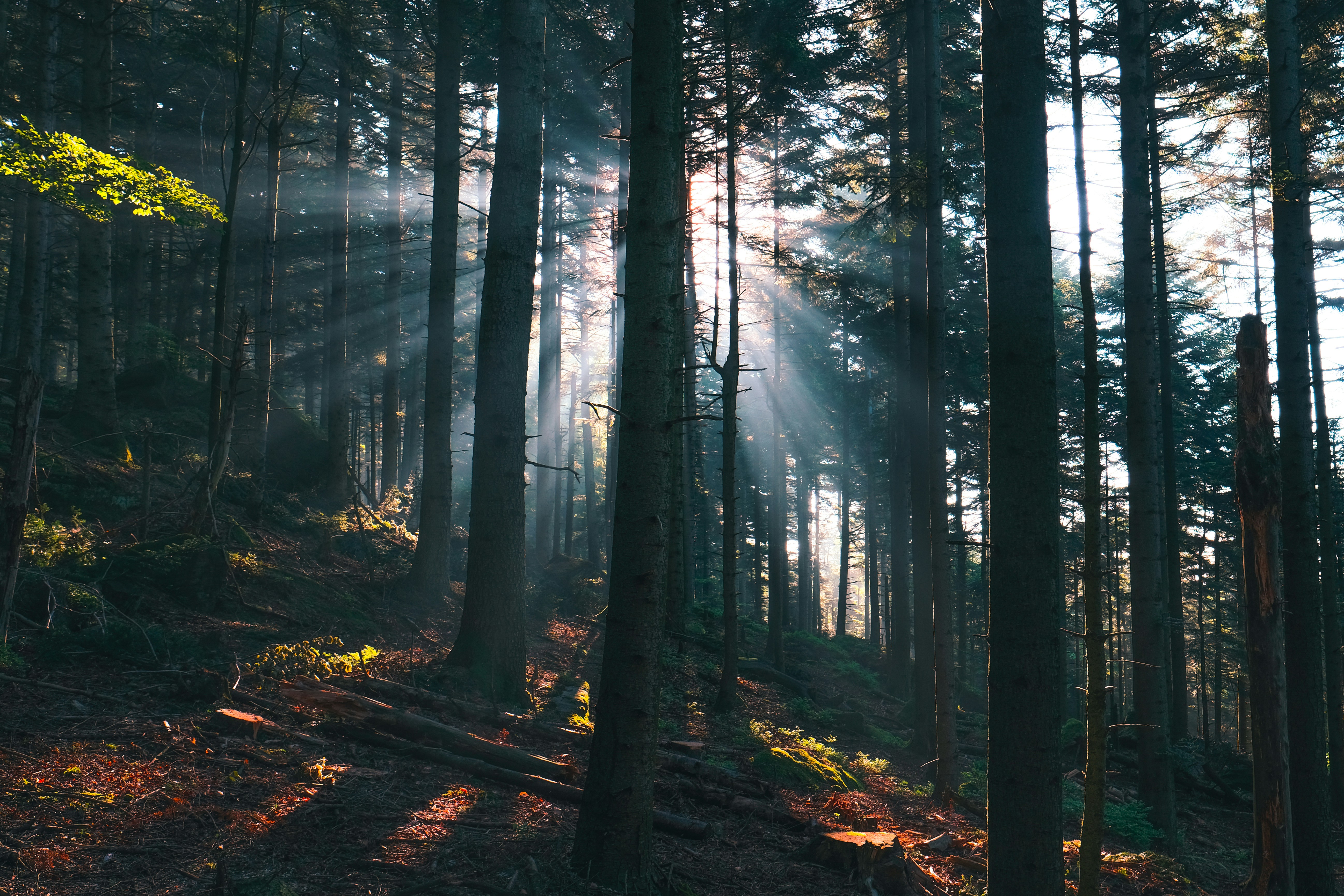 Photo by kevinmueller